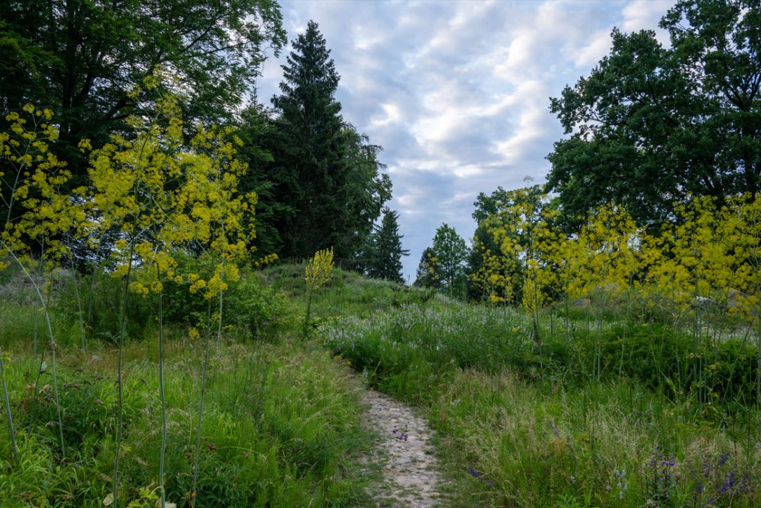 <p>Weg im Botanischen Garten.</p>